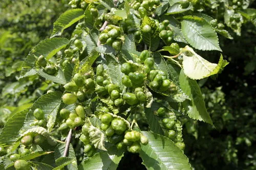 Fig Gall
