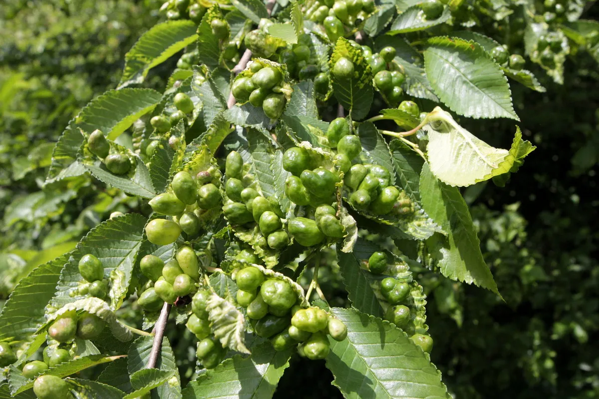Fig Gall - photo 3