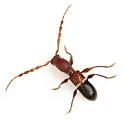 Tetranodus niveicollis - photo 2