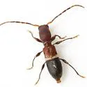 Tetranodus niveicollis - photo 3