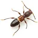 Tetranodus niveicollis - photo 4