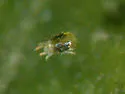 Twospotted Spider Mite