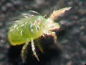 Twospotted Spider Mite - photo 2