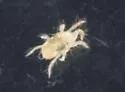 Twospotted Spider Mite - photo 3