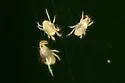 Twospotted Spider Mite - photo 4