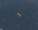Twospotted Spider Mite - photo 5