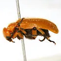 Tetraonyx femoralis 0 - photo 2