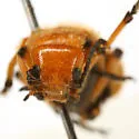 Tetraonyx femoralis 0 - photo 3