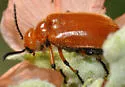 Tetraonyx fulva