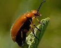 Tetraonyx fulva - photo 2