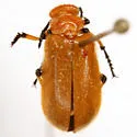 Tetraonyx fulva - photo 3