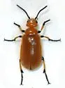 Tetraonyx fulva - photo 5