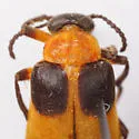 Tetraonyx quadrimaculata