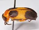 Tetraonyx quadrimaculata - photo 2