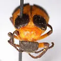 Tetraonyx quadrimaculata - photo 3