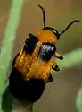 Tetraonyx quadrimaculata - photo 4