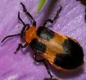 Tetraonyx quadrimaculata - photo 5