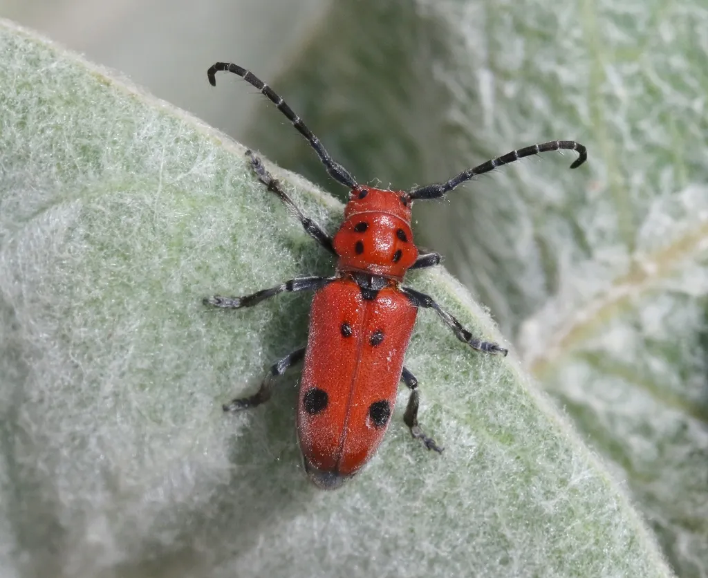 Tetraopes basalis - photo 2