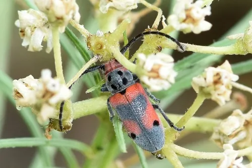 Tetraopes discoideus