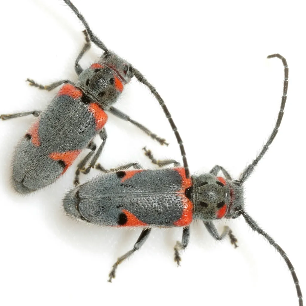 Tetraopes discoideus - photo 2