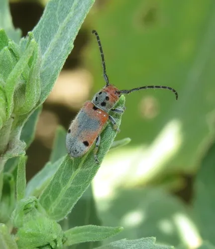Tetraopes discoideus - photo 3