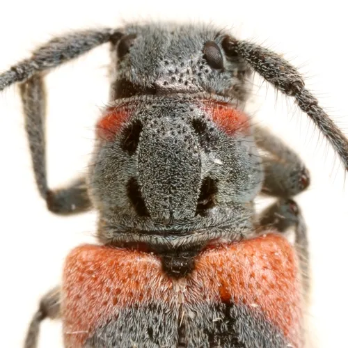 Tetraopes discoideus - photo 4