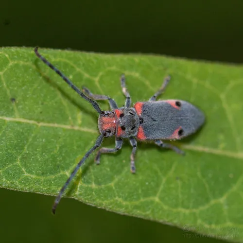 Tetraopes discoideus - photo 5