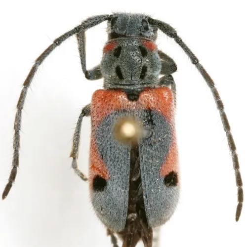 Tetraopes discoideus - photo 6