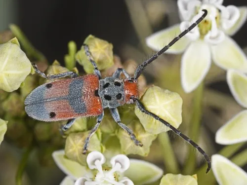 Tetraopes discoideus - photo 7