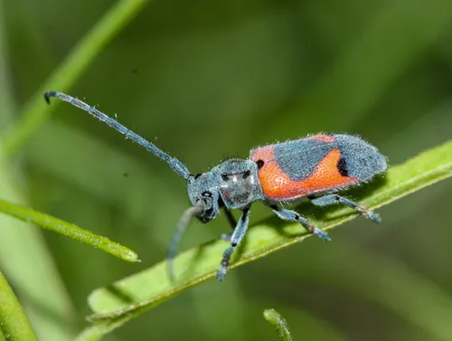 Tetraopes discoideus - photo 8