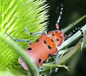 Red-femured Milkweed Borer