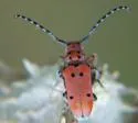 Red-femured Milkweed Borer - photo 2