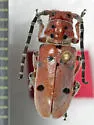 Red-femured Milkweed Borer - photo 3