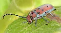 Red-femured Milkweed Borer - photo 4