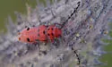 Red-femured Milkweed Borer - photo 5