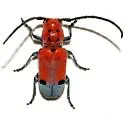 Tetraopes linsleyi