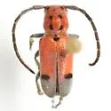 Tetraopes linsleyi - photo 2