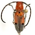 Tetraopes linsleyi - photo 3