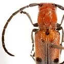 Tetraopes linsleyi - photo 4