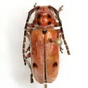 Tetraopes mandibularis