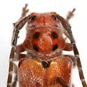 Tetraopes mandibularis - photo 2