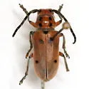 Tetraopes mandibularis - photo 4