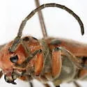 Tetraopes mandibularis - photo 5