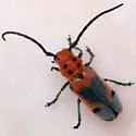 Blackened Milkweed Beetle - photo 2