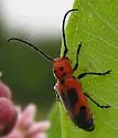 Blackened Milkweed Beetle - photo 3