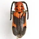 Blackened Milkweed Beetle - photo 4