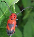Blackened Milkweed Beetle - photo 5