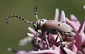 Tetraopes pilosus - photo 2