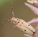 Tetraopes pilosus - photo 3
