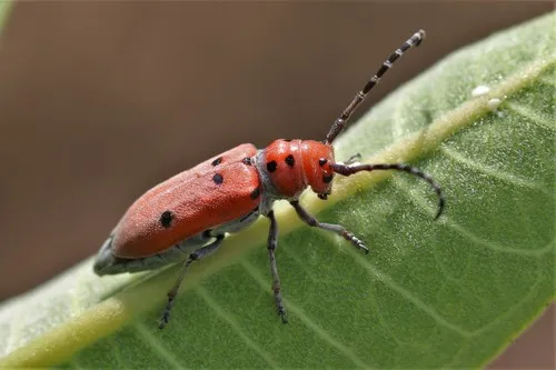 Tetraopes quinquemaculatus - photo 2